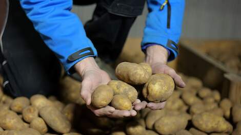 PotatoNL: ‘Overaanbod aardappelen zorgt nog altijd voor bodemprijzen en meer afkeuringen’