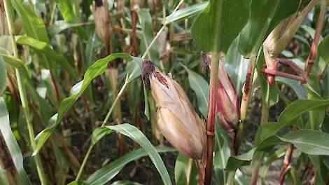 Lagere GLB-korting voor akkerbouwer Kaatsheuvel na gebruik bodemherbicide Activus in snijmais