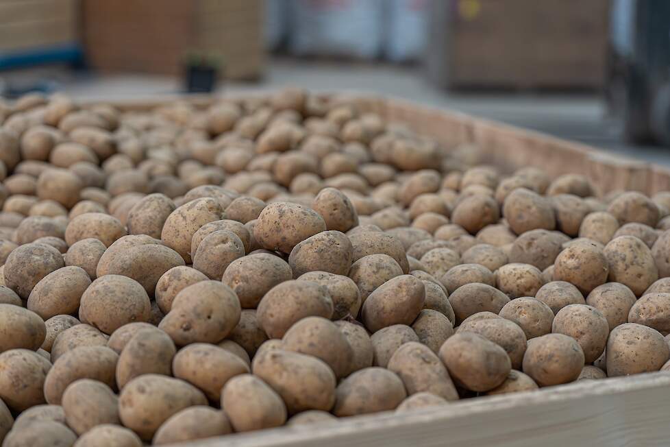 De aardappelen van Smits in een kist