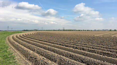 De grote boosdoener in de aardappelteelt: aaltjes