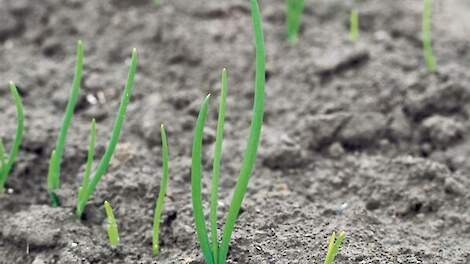 De basis voor effectieve gewasbescherming in je zaaiuien