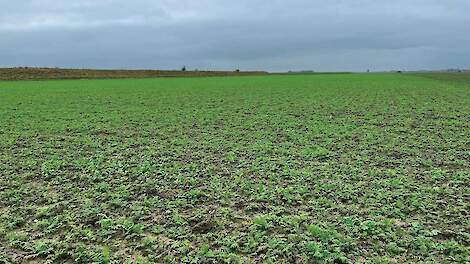 Zeeuwse teler laat groenbemester staan tot vlak voor zaai: ‘Mengsel dat kapotvriest klepelen en kopeggen’