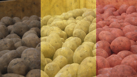 Belgische fritesindustrie onder druk: ‘Maar van een instorting is geen sprake’