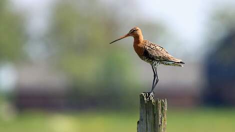 Column: Natuurmonumenten en provincies verjagen grutto’s met honden
