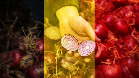 Zuiderburen hoeven voor rassenkeuze niet meer naar Nederland te kijken: België heeft eigen rassenlijst voor uien