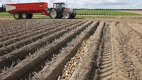 Minder vrije aardappelen telen in 2026?