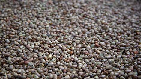 Minister Van Essen wil toe naar een meer plantaardig eetpatroon in Nederland