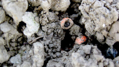 Goede zaadbedekking en voerplaatsen beperken muizenvraat in suikerbieten