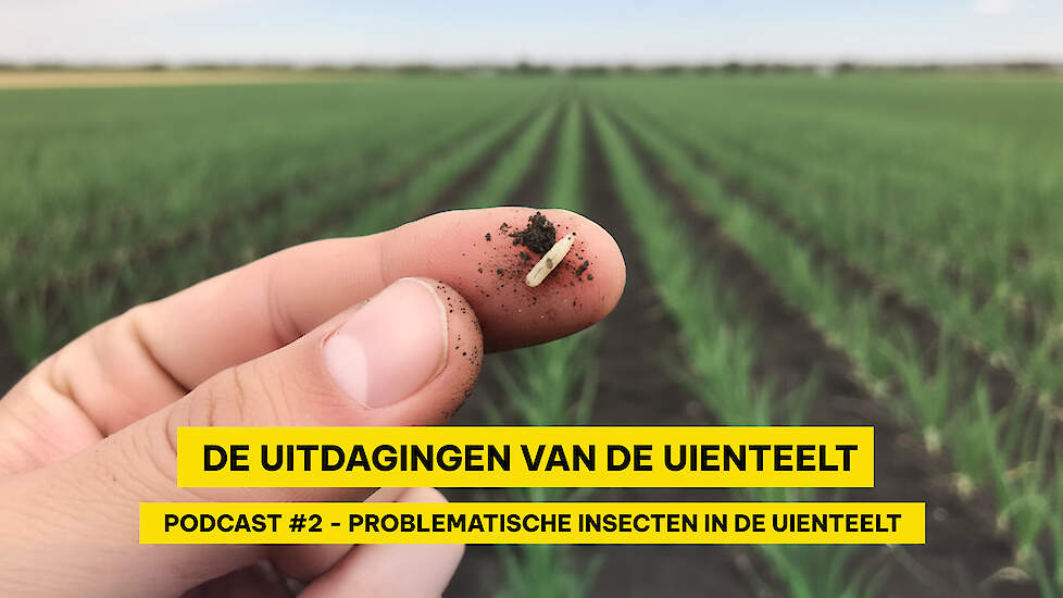 Problematische insecten in uienteelt | Topgewas Podcast #2 Miniserie over uien