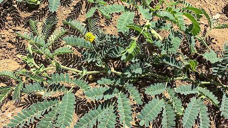 Seleniumrijke gewassen moeten helpen bij mondiale tekorten in voedsel