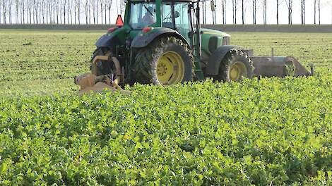 Video: Groenbemesters inzetten als groene braak