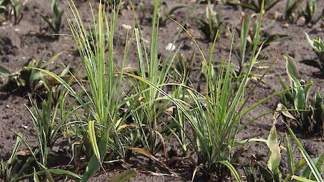Nood breekt wet: Duitse noodvergunning voor middel tegen knolcyperus
