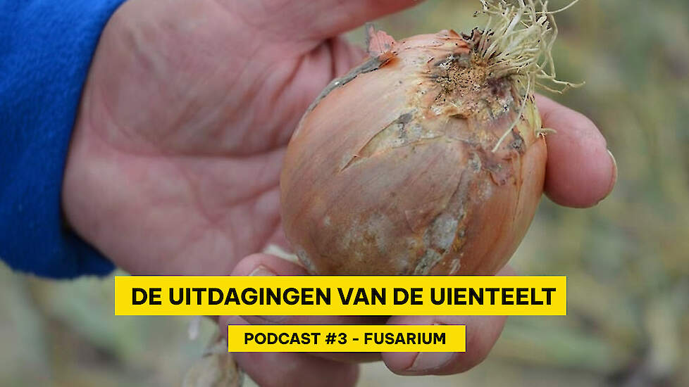 Fusarium zorgt voor forse opbrengstderving  | Topgewas Podcast #3 Miniserie over uien