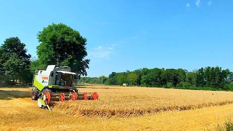 Weinig fluctuaties in mondiale en Nederlandse graannoteringen