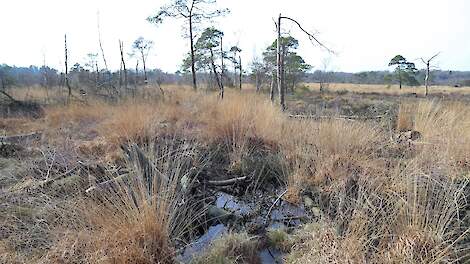 Column: Miljoenen euro’s voor hoogveen is gokken op natuurherstel