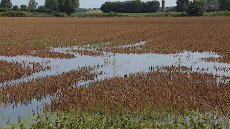PBL: Ook de landbouw moet zich voorbereiden op extremer klimaat