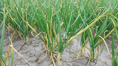 Video: Angst overheerst: valse meeldauw op langere termijn niet in de hand te houden