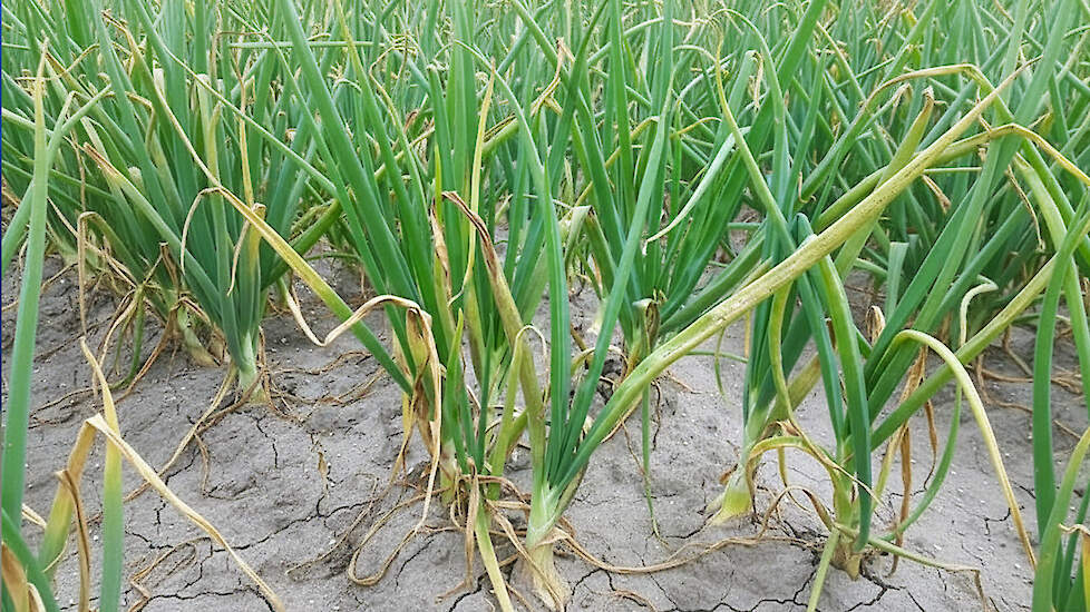 Valse meeldauw zet uienteelt onder druk  | Topgewas Podcast #4 Miniserie over uien