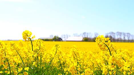 Koolzaaddag 23 april Ellemeet (Zeeland)