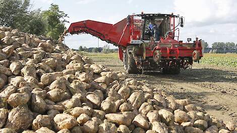 Saldoverschil van 1139 euro tussen regio’s in suikerbieten