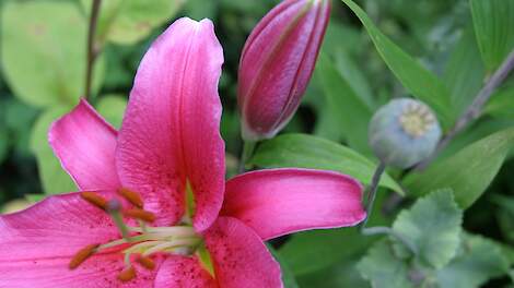 Drents Parlement stemt in met handhavingsbeleid en 95 procent driftreductie lelieteelt