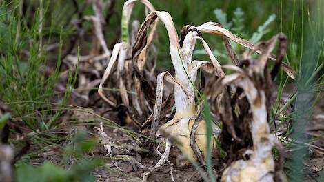 Toelating van fungiciden in strategie tegen valse meeldauw in uien en rhizoctonia in aardappelen