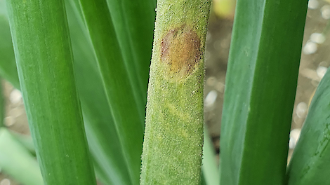 Eerste valse meeldauw in winteruien vroeg gesignaleerd