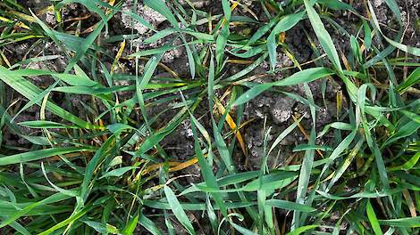 Gele en bruine roest steken de kop op