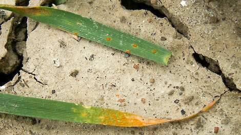 Gele roest v.s. bruine roest