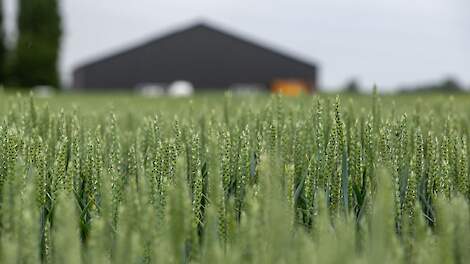 Kwaliteitsverbetering moet graan nieuwe perspectieven geven