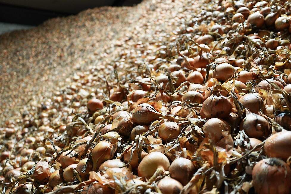 Bewaarloods uien JW-Wollerich