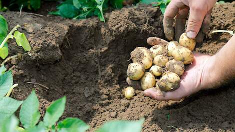 Duidelijkere regels voor pootgoedvermeerdering voor eigen consumptieteelt