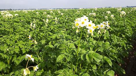 Phytophthora blijft agressief en kan snel aardappelgewas aantasten!