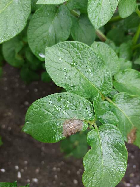Aantasting Phytophthora bovenkant aardappelblad