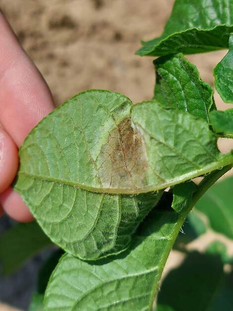 Aantasting sporulerende Phytophthora onderkant blad