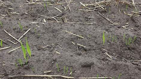 Strikte Europese regels kosten Drentse akkerbouwer een deel van subsidie