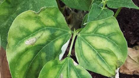 Bacterieziekte Cff dwingt Europa tot verdere aanscherping importeisen bonenzaad