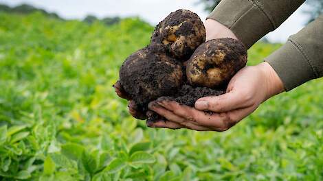 'Pootgoedtelers in Noord-Nederland noemen virusdruk als grootste zorg'