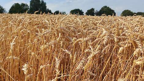 Tarwenoteringen enkele euro’s onderuit