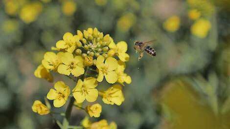 Bijenstichting haalt deels gelijk in strijd tegen Amiprid, nieuwe vergunning blijft echter in stand