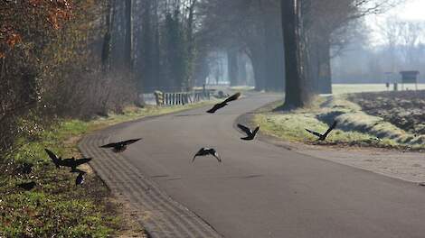 Rechter tikt provincie Zuid-Holland op de vingers: jachtverbod op zondag maakt afwijzing schadevergoeding onredelijk