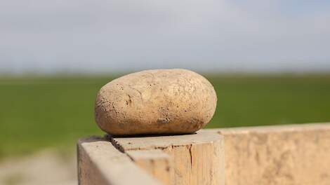 Onderkant aardappelmarkt op 0,00 euro in Nederland en België