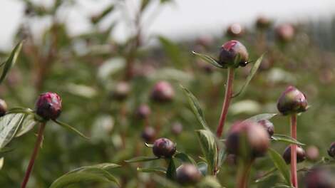 Omwonende vangt voor derde keer bot: rechter ziet geen reden om te handhaven op pioenrozenteelt