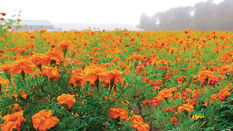 ‘De beste resultaten worden behaald met tagetes als hoofdteelt’