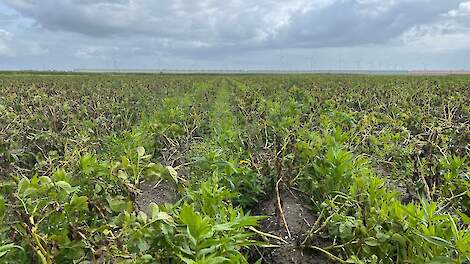 Fotoserie: Biedt companion cropping kansen voor de akkerbouw van morgen?