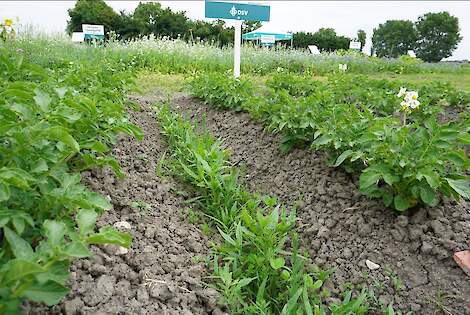 DSV TerraLife SolanumPro