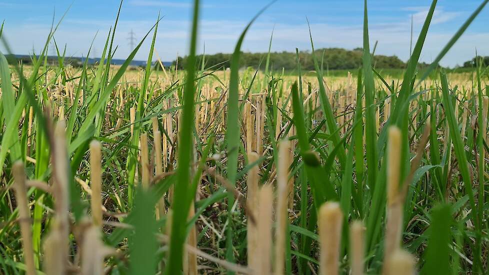 DSV TerraLife CerealPro