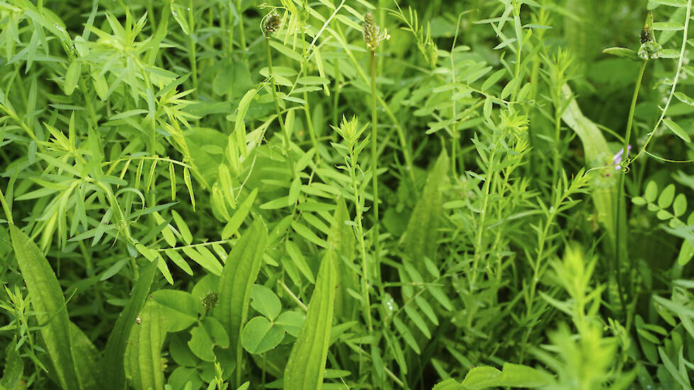 DSV TerraLife Zeapro