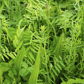 DSV TerraLife Zeapro