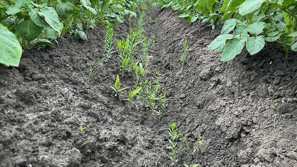 DSV TerraLife SolanumPro